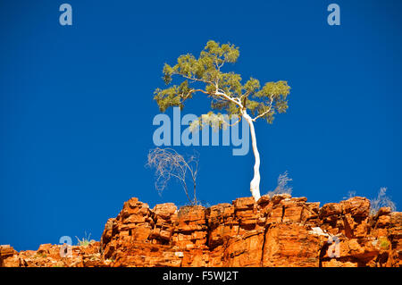 Lonely Ghost Gum in piedi sul bordo di una scogliera rossa in MacDonnell Ranges. Foto Stock