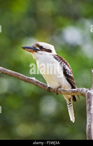 Ridendo Kookaburra seduto su un ramo. Foto Stock