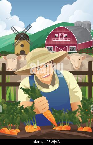 Una illustrazione vettoriale di agricoltore la raccolta di carote in una fattoria Illustrazione Vettoriale
