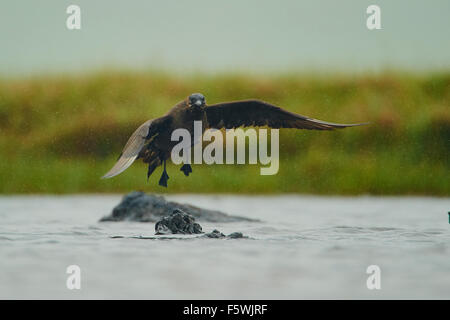 Arctic Skua, Stercorarius parasiticus, scuro (modulo), prendendo il largo da piccole lochan, Fetlar, isole Shetland, Scotland, Regno Unito Foto Stock