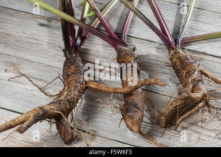 Commestibile, bardana maggiore bardana, radici, portinnesto Große Klette, Grosse Klette, Wurzel, Wurzeln, Klettenwurzel, Arctium lappa Foto Stock