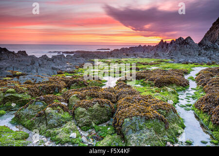 Il solstizio d'estate alba sopra il Bennett's bocca, Mortehoe, North Devon, Inghilterra, Regno Unito, Europa. Foto Stock