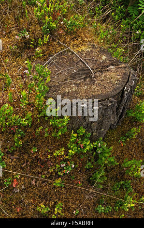 Cowberry vicino a uno stub in legno. Foto Stock