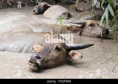 Bufalo indiano di acqua in un foro di fango in Thailandia Foto Stock