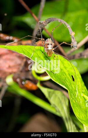Tropical Daddy Long legs (Phalangid) su una foglia nella foresta pluviale, Ecuador Foto Stock
