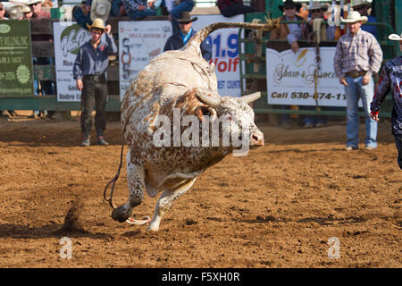 I giovani a competere in gioventù NSRA rodeo a Lincoln, California Foto Stock
