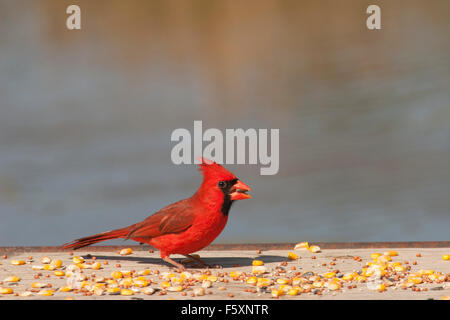 il cardinale settentrionale (Cardinalis cardinalis) mangia il seme su un alimentatore dell'uccello Foto Stock