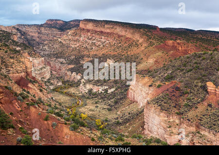 Fremont pioppi neri americani alberi cambiando colore per caduta lungo il fiume Fremont, Capitol Reef National Park nello Utah Foto Stock