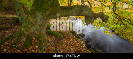 In autunno (ottobre) a Blake Dean, Hardcastle Crags vicino Heptonstall, Calderdale, West Yorkshire, Regno Unito Foto Stock