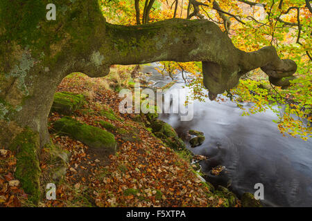 In autunno (ottobre) a Blake Dean, Hardcastle Crags vicino Heptonstall, Calderdale, West Yorkshire, Regno Unito Foto Stock