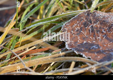 Foglia secca su prato coperto di brina Foto Stock