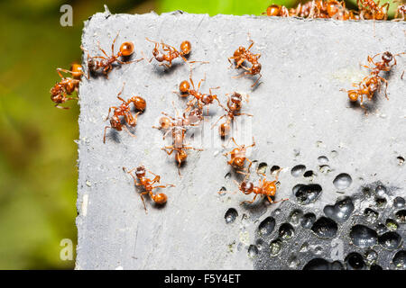In Inghilterra. Vista aerea del Myrmica Rubba formiche, (rosso arancio, giardino formiche) toelettatura ogni altro su un pezzo di calcestruzzo. Close-up Foto Stock