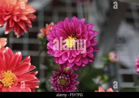 Dahlia pinnata o noto come Dahlia Foto Stock