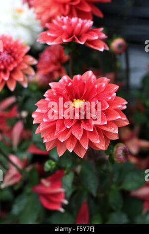 Dahlia pinnata o noto come Dahlia Foto Stock