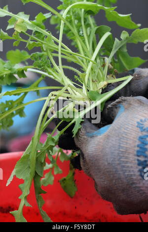 Maschio adulto mano azienda Fiandre piantine di papavero prima di trasferirli nel terreno Foto Stock