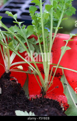 Fiandra di papavero rosso piantine Foto Stock