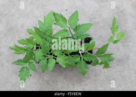 Le piantine di pomodoro in un vassoio di sementi, vista dall'alto Foto Stock