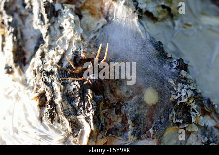 Crociera della madre in betulla proteggendo sue uova dietro spesse seta spider Foto Stock