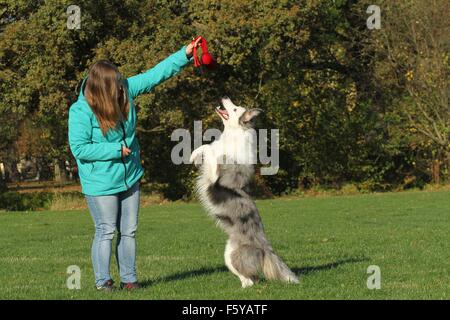 Donna e Border Collie Foto Stock