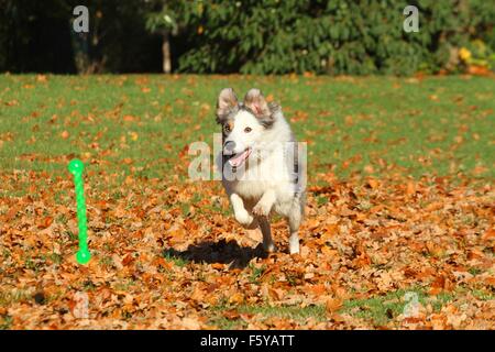 Riproduzione di Border Collie Foto Stock