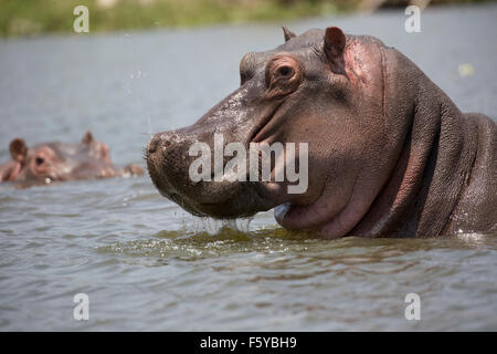 Close up della testa di Hippopotamus amphibius Lake Naivasha Kenya Foto Stock