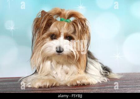 Giacente Biewer Terrier Foto Stock