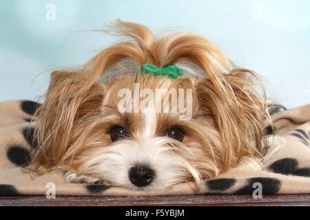 Giacente Biewer Terrier Foto Stock