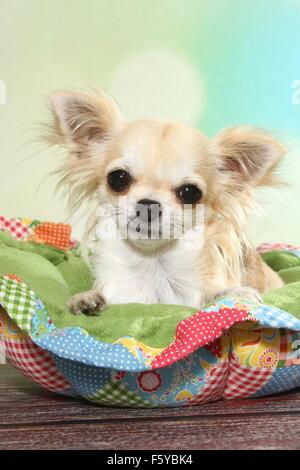 Giacente longhaired Chihuahua Foto Stock