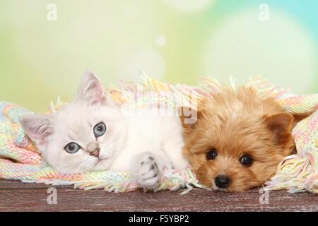 British Shorthair Kitten e Yorkshire Terrier cucciolo Foto Stock