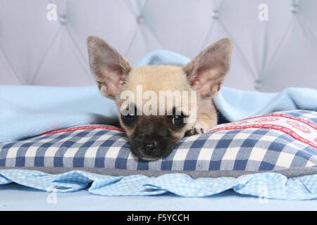 Giacente shorthaired Chihuahua cucciolo Foto Stock