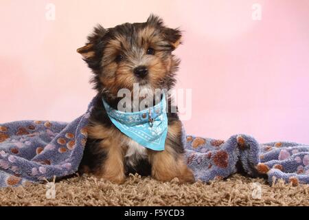 Udienza shorthaired Chihuahua cucciolo Foto Stock