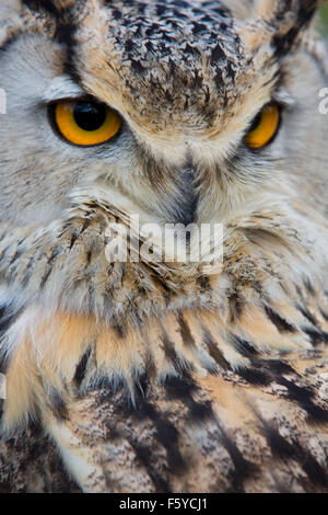 Gufo reale; Bubo bubo unico ritratto; Devon, Regno Unito Foto Stock