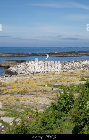 Farne interna isola; colonia di pinguini Northumberland, Regno Unito Foto Stock