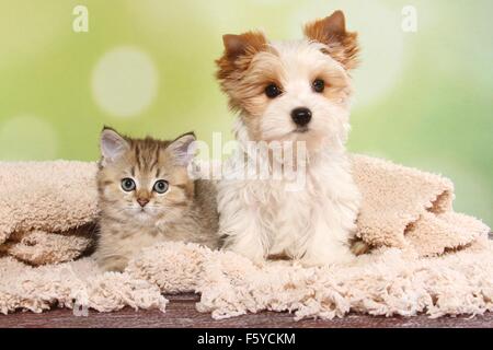 Yorkshire Terrier cucciolo e British Shorthair Kitten Foto Stock