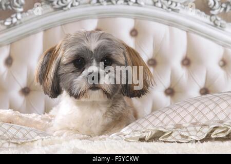 Shih Tzu nel letto Foto Stock