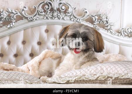 Shih Tzu nel letto Foto Stock