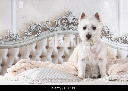 West Highland White Terrier nel letto Foto Stock