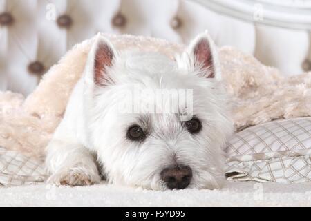 West Highland White Terrier nel letto Foto Stock