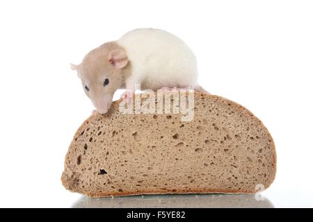 Fancy rat si siede sul pane Foto Stock