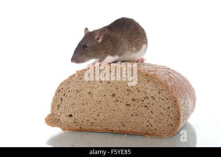 Fancy rat si siede sul pane Foto Stock