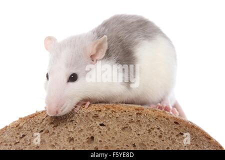 Fancy rat si siede sul pane Foto Stock