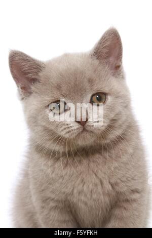 British Shorthair Kitten Foto Stock