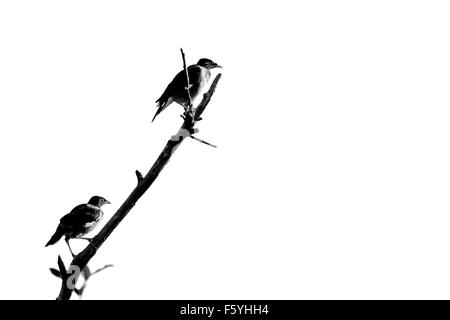 Timida myna comune è seduta su un ramo Foto Stock