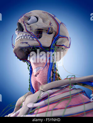 Dal punto di vista medico illustrazione accurata della gola anatomia Foto Stock