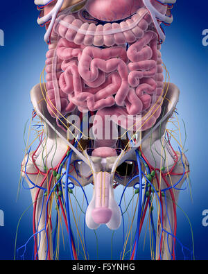 Dal punto di vista medico illustrazione accurata dell'ANATOMIA ADDOMINALE Foto Stock