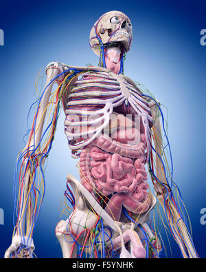 Dal punto di vista medico illustrazione accurata dell'ANATOMIA ADDOMINALE Foto Stock