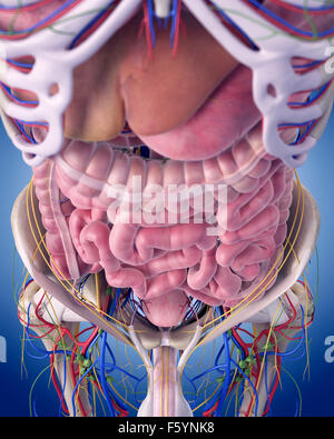 Dal punto di vista medico illustrazione accurata dell'ANATOMIA ADDOMINALE Foto Stock