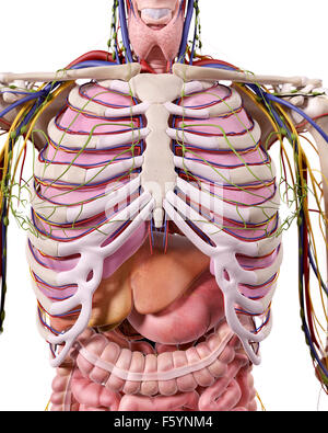 Medical accurata illustrazione del torace anatomia Foto Stock