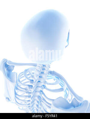 Dal punto di vista medico illustrazione accurata del teschio umano Foto Stock