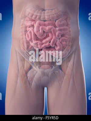 Dal punto di vista medico illustrazione accurata di anatomia addominale Foto Stock